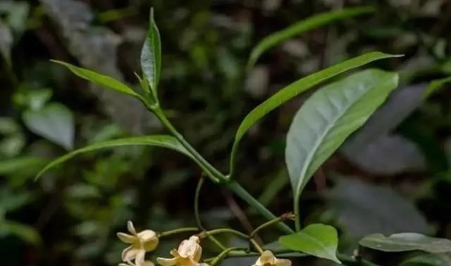 中国特有植物富宁藤|消失20年！贵州再次发现中国特有植物富宁藤，重现意味着什么？