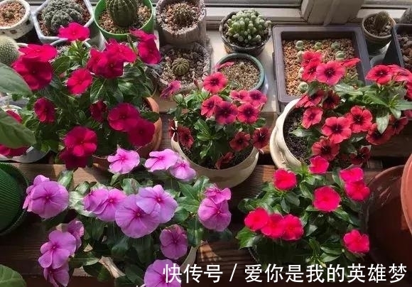 花花量|2种花不怕热,越热越开花,一开200多天,现在种1个月就开爆!