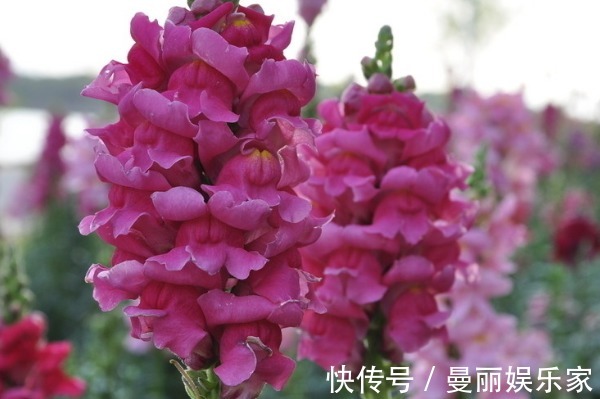 漂亮|不仅是漂亮的花卉,还是重要的药材,可清热解毒,来学习播种方法