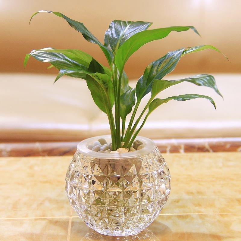 超级实用的水培指南，学会轻松变身养花达人，养花没难度