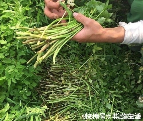 食用价值|1种长在水沟里的“野菜”，11月正鲜嫩，营养高摘来包饺子最好