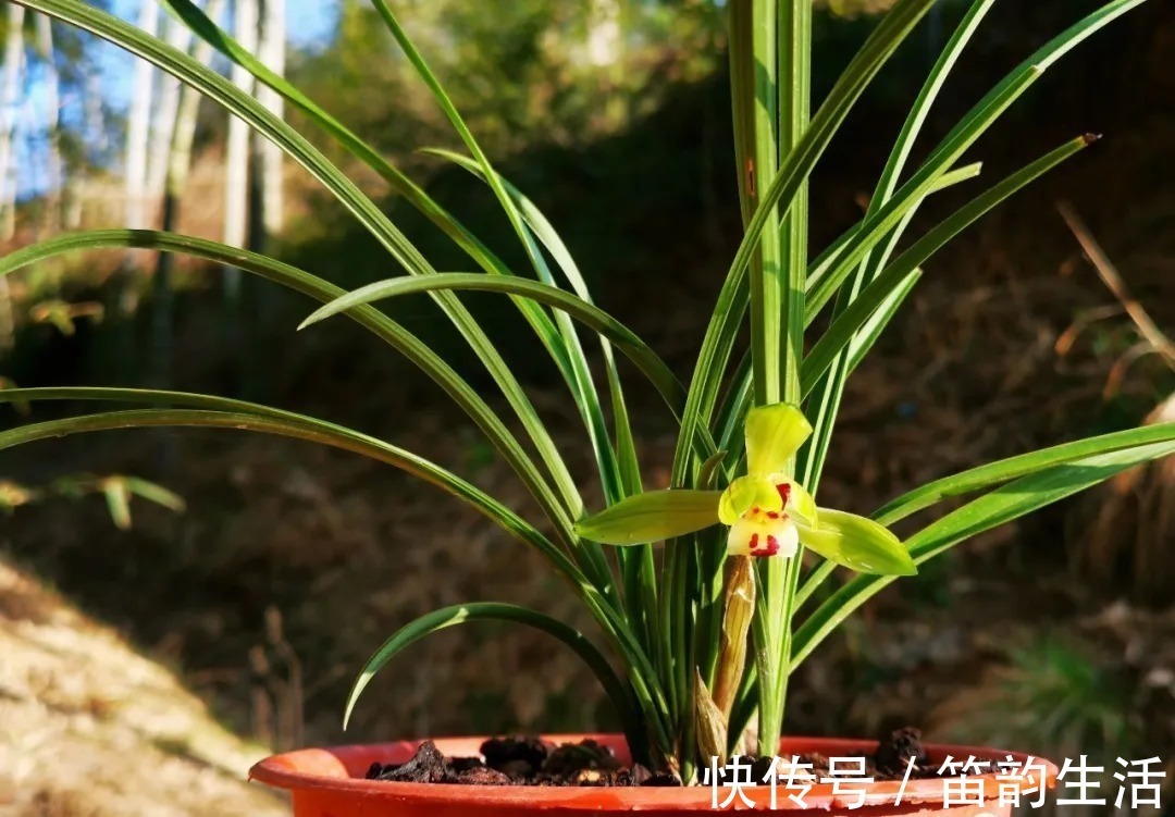 孕蕾|夏天太热，养兰花如果犯一个错，可能导致难孕蕾、不开花