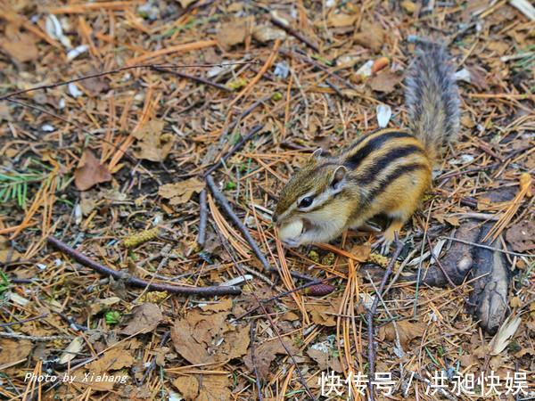 长白山|长白山西坡大峡谷，被誉为火山天然熔岩盆景园，你来过吗