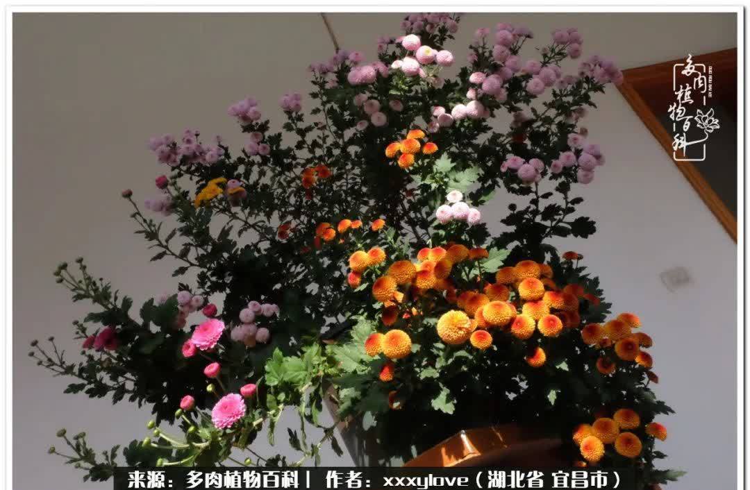 时光匆匆,一闪而逝,这世间万物的美,都值得被记录!