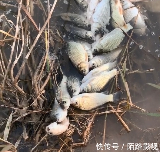 河北一男子钓上十几斤鲫鱼,用绳串在一起拖着走,网友们却怒了