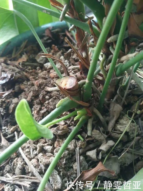 虎皮兰,红掌,吊兰养成老桩，变成大树，真壮观