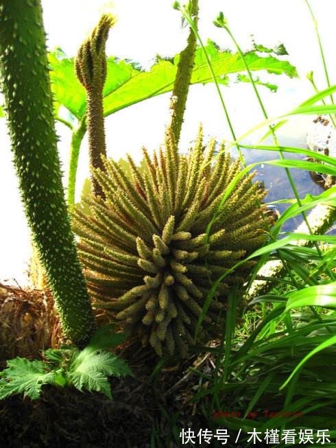 世界最大的叶子是它,1片能给10人遮雨,阳台种一盆就挤爆!