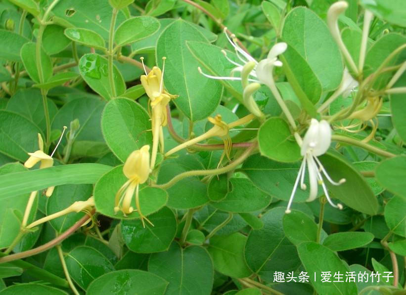 金银花和山银花的区别，认识一下，根据需要，可以区分就好