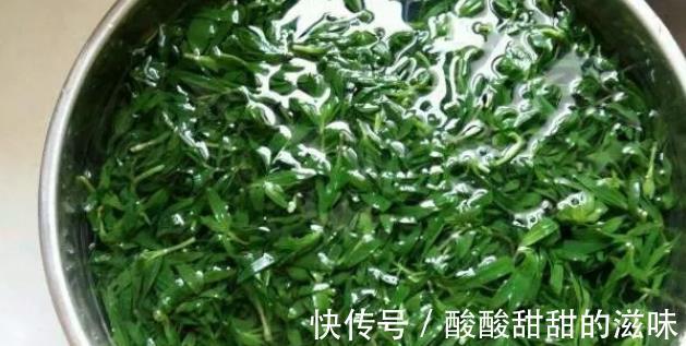 野菜|农村一种“野草”,两小时“掐”一篓子,能包包子,城里卖60一斤
