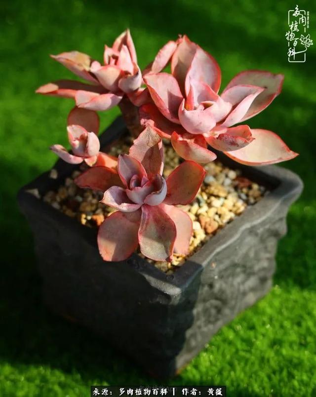 养了三年多肉,终于明白佛系养肉才是王道!