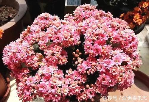 老妈养兰3年的长寿花,长成“巨无霸”老桩,开成大花球!