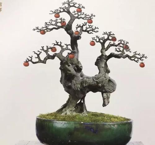 3种漂亮花,养成老桩盆景,给多少钱都不卖,新手也会养!