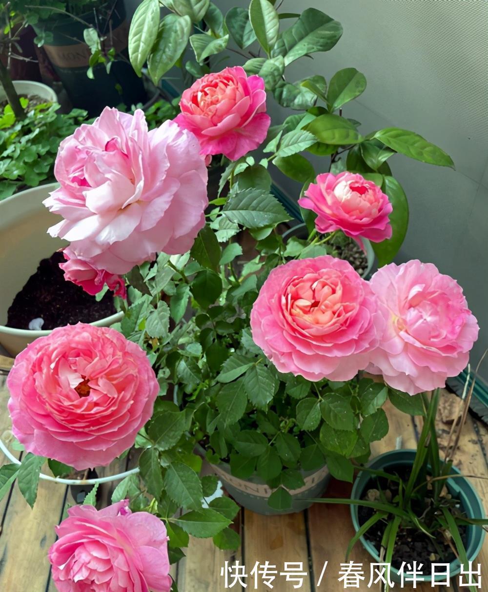 植物|养花别舍不得修剪,这4种植物,剪一剪长得更旺