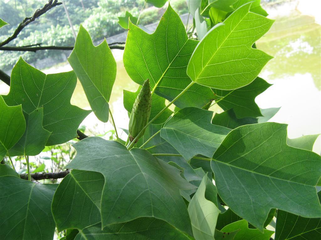 鹅掌楸|此花为国家二级保护植物，园林观景的头号花卉，具有郁金香树美称