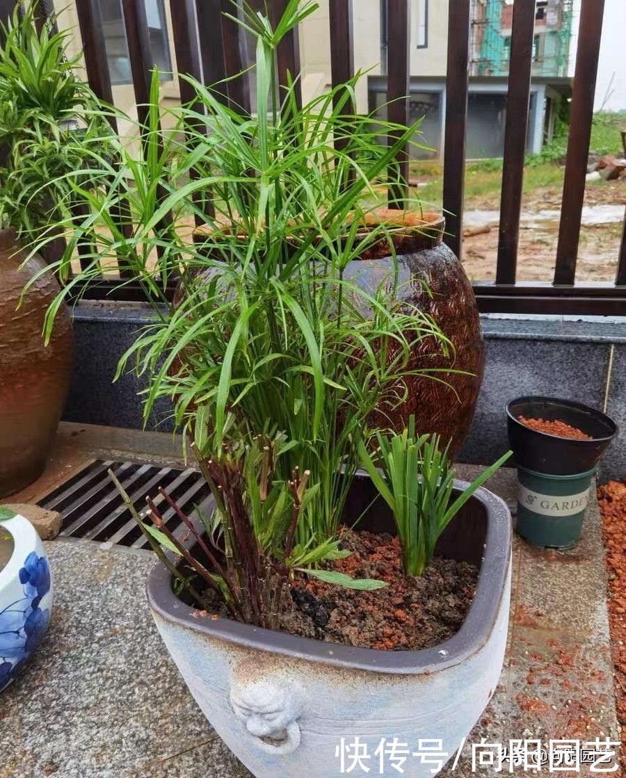 这种草很好养，名叫风车草，适合造景，只要有水，它就死不了