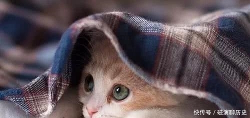 过猫|为什么《西游记》中唯独没有出现过猫妖?不是遗忘,是不敢写!