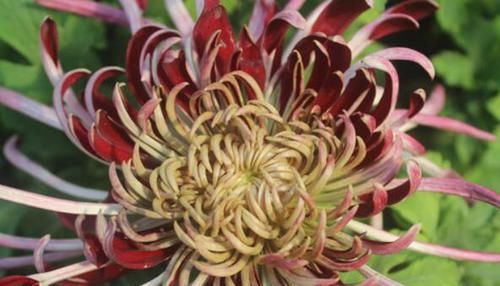  四溢|此花好养易活，四季有花开，观赏价值高，花香四溢