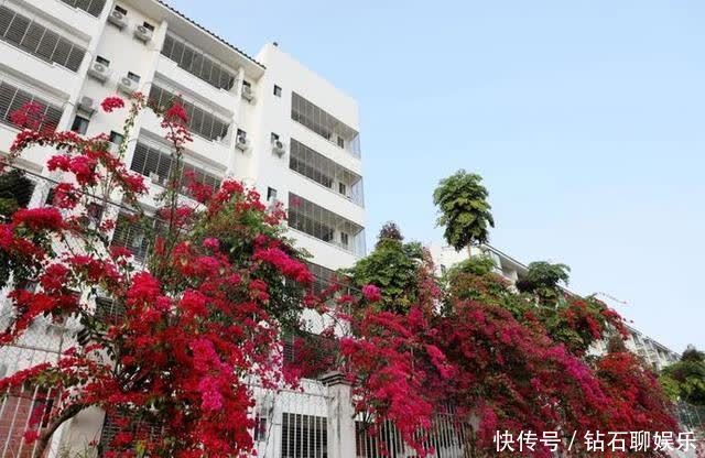 三月|花样荷城,美不胜收!