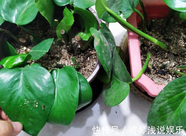 扦插绿萝：谨记这4步简单操作，生根速度快、爆盆效果好！