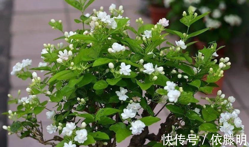 枝条|好养的花卉就是茉莉花，但是想要夏季开不停，要做好四喜一勤