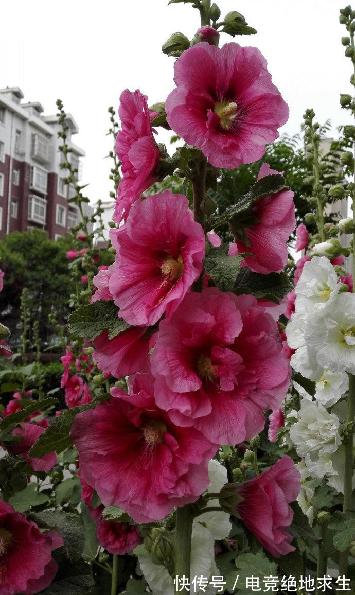 13种“漂亮花”,零下20度也冻不死它,大雪天依旧能开,又香又艳