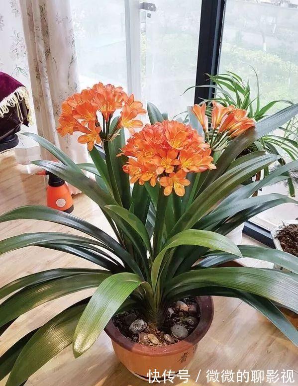 5种公认的富贵花,适合养客厅,贵气又吉祥,有钱人家都爱养