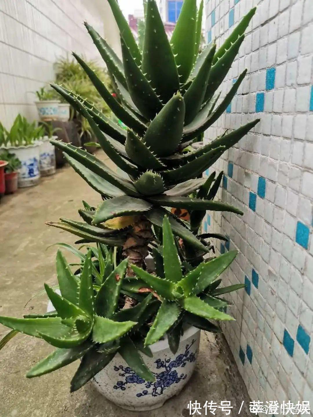 “折腾不死”的10种花,咋养都爆盆,懒人最适合!