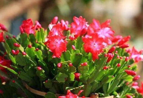 王大姐就养“2种花”,入冬就开成“花海”,街坊邻居都说美!