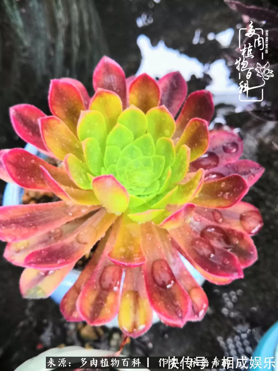 何以解忧,唯有多肉!目光所及,皆是喜欢!