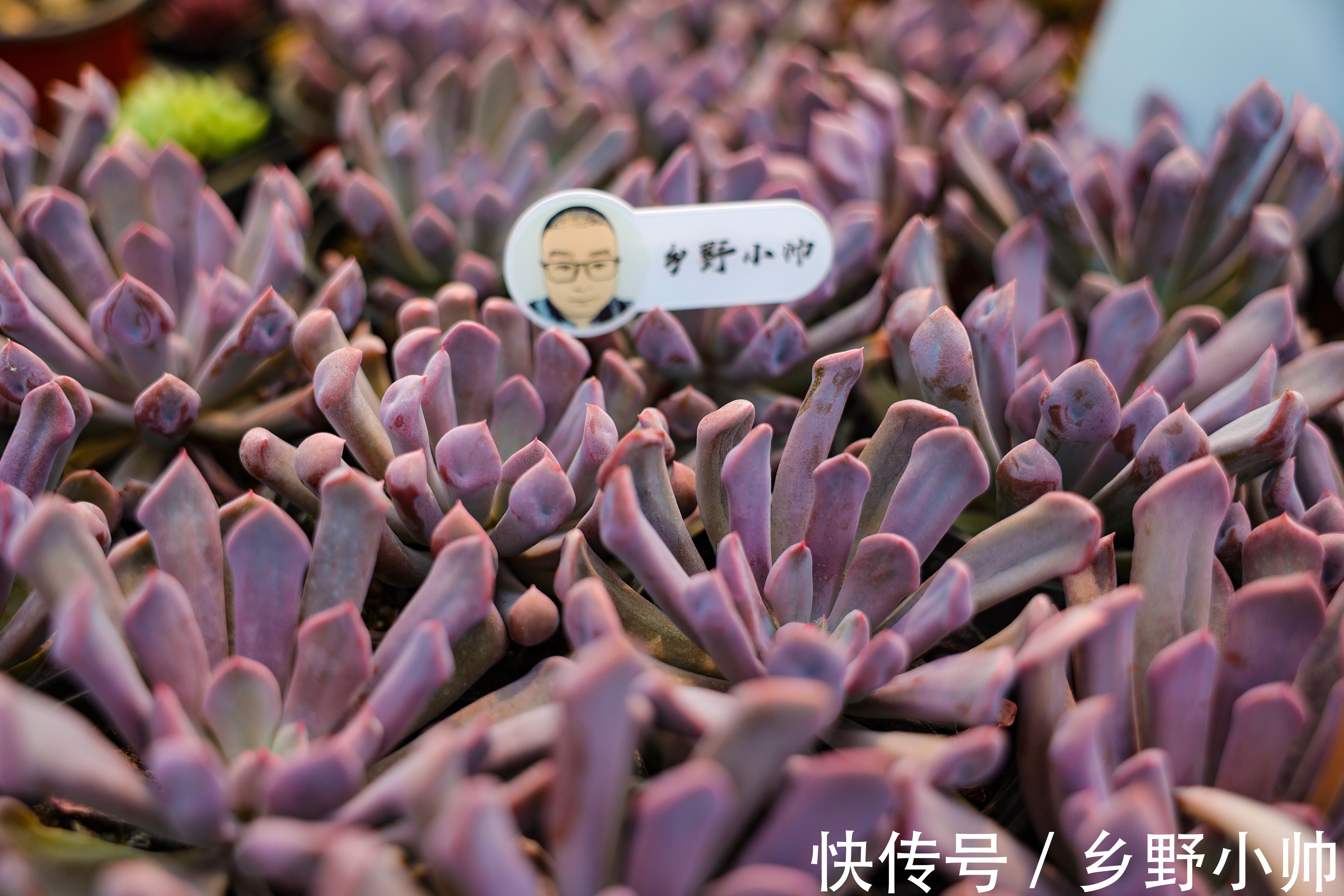 浇水|夏季上盆的多肉怎么浇水,夏季给多肉浇水应该注意什么,浇水篇