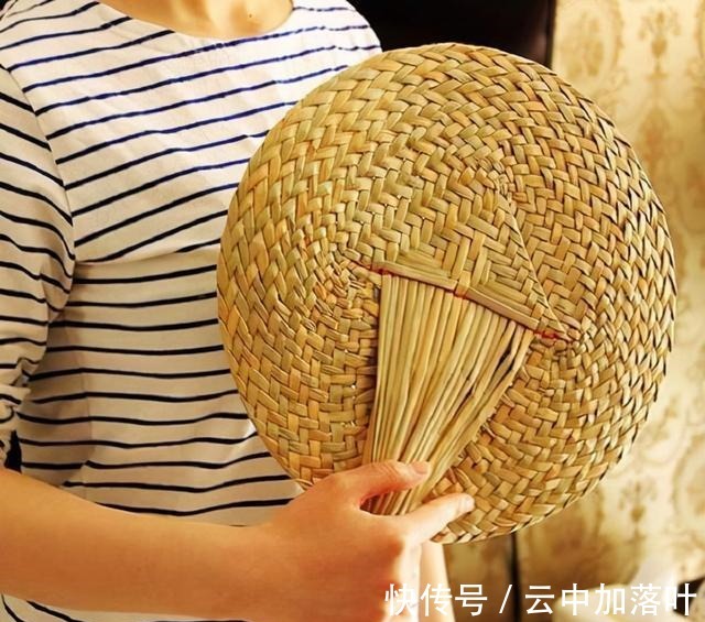 香蒲棒像一根根“火腿肠”,生活中有3大价值,很多人不知道!