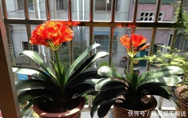 君子兰,两种“零食”喂下去,叶肥花多,爆满盆