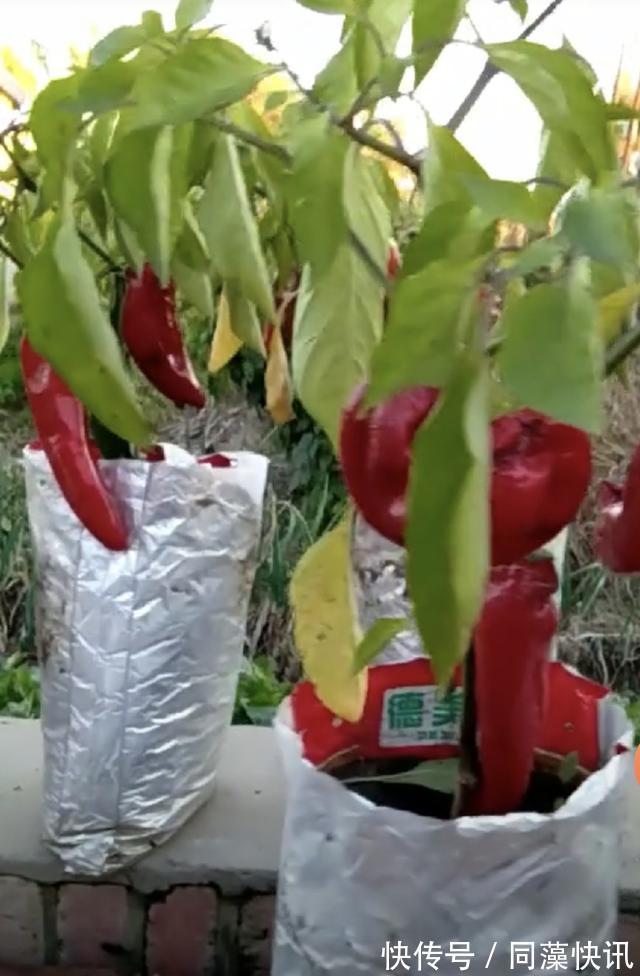 养花不成“改种菜”,红辣椒种在“编织袋”里,一次能摘30斤