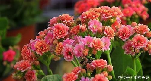 忘了绿萝、吊兰吧,换上3种花,好看又好养,是家庭盆栽佳品