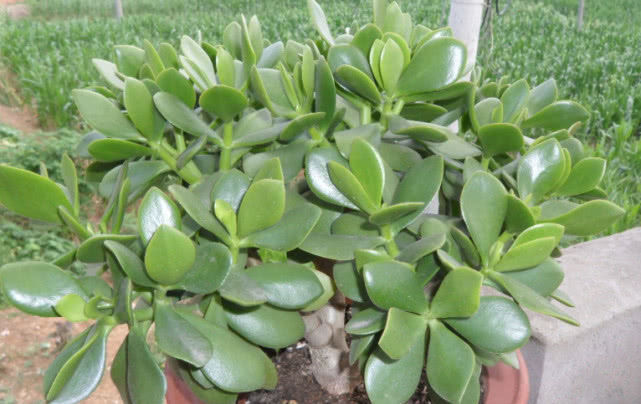 这三种花不用管直接扔阳台,越长越好,谁都可以养好