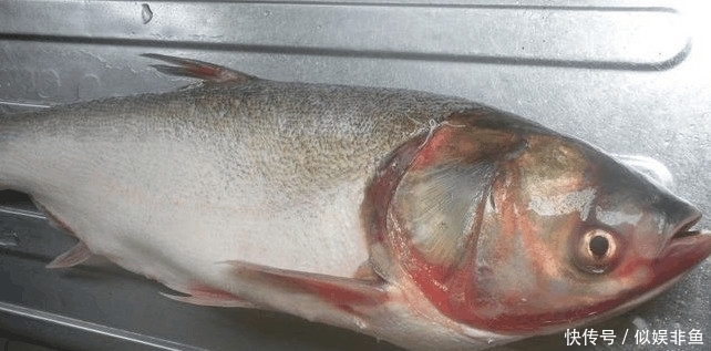 好吃|鱼肉别老是拿来红烧了,这样做鲜甜好吃,孩子吃了变聪明还能长个