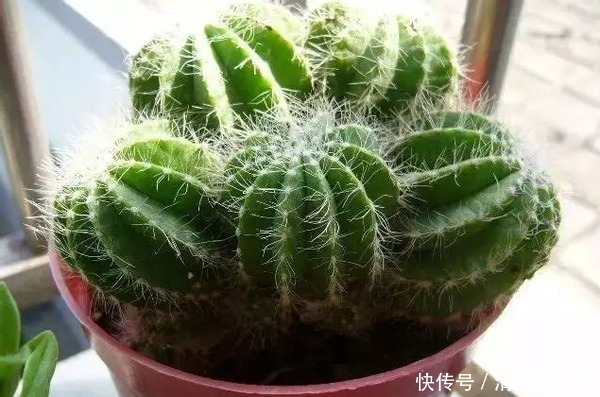 立春后养花 该怎么用对自制有机肥 复合肥 快资讯 立春后养花 该怎么用对自制有机肥 复合肥 快资讯