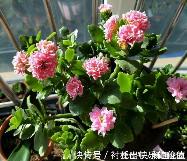 蟹爪兰|天冷后,这几种花就得“穷养”,不施肥、少浇水,越长越旺