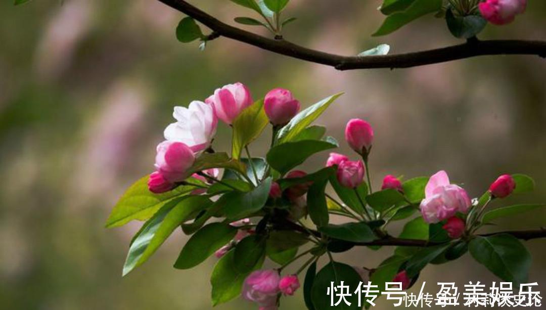 百事哀|元稹一首很特别的诗,写得生动有趣,读来让人有一种身临其境之感