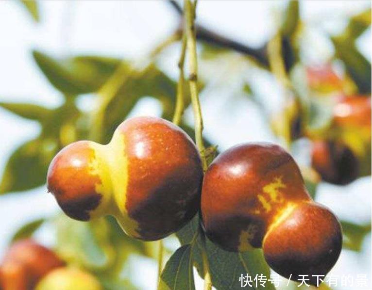 葫芦枣|因为变异演变的一种枣,却因为网络“爆红”,市场卖到80元一斤