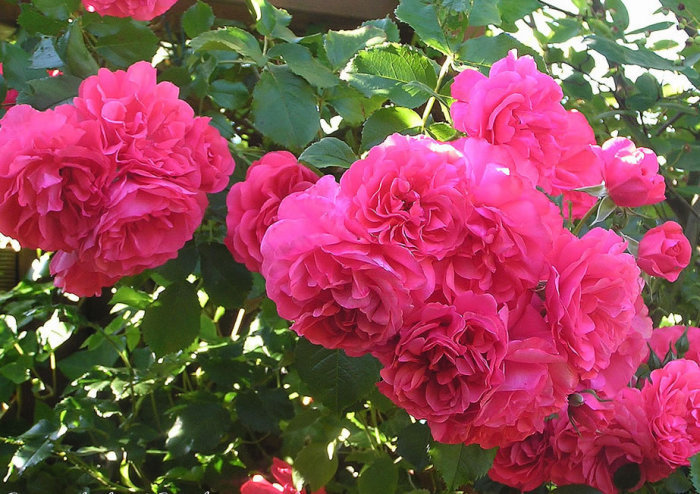 最美4种藤本月季，个个都“惊艳”，年年花开上百朵，你最爱哪种