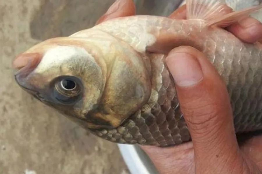 冬钓板鲫不够爽?那是你没按套路出牌,试试这几招,刚开钓就狂拔