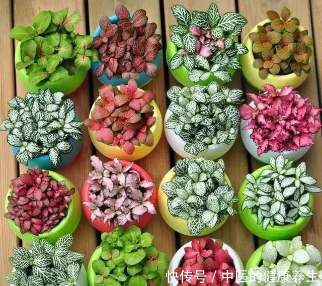 别养绿萝了,这20种耐阴植物,养在家里更合适!