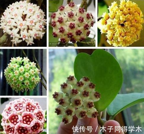 你见过最萌的植物都长什么样,此几种萌得不得了,快瞧瞧吧