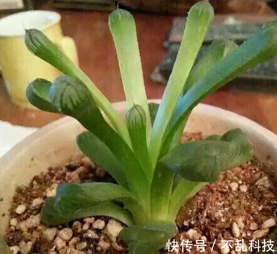 多肉|冬天养多肉,3个“不小心”,个个“徒成狗”?砍头才是硬道理