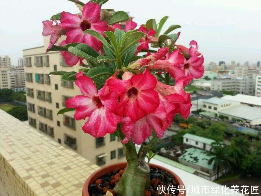 沙漠玫瑰在冬季冻光了枝条叶片，春季还能催芽吗？先做个检查