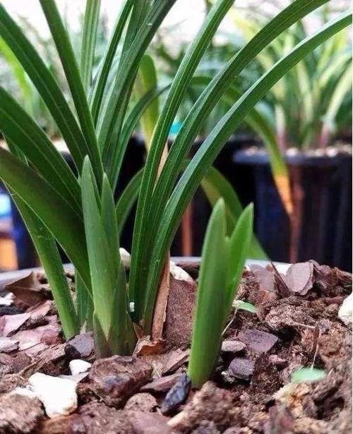 养兰花怎么知道是否已成活？