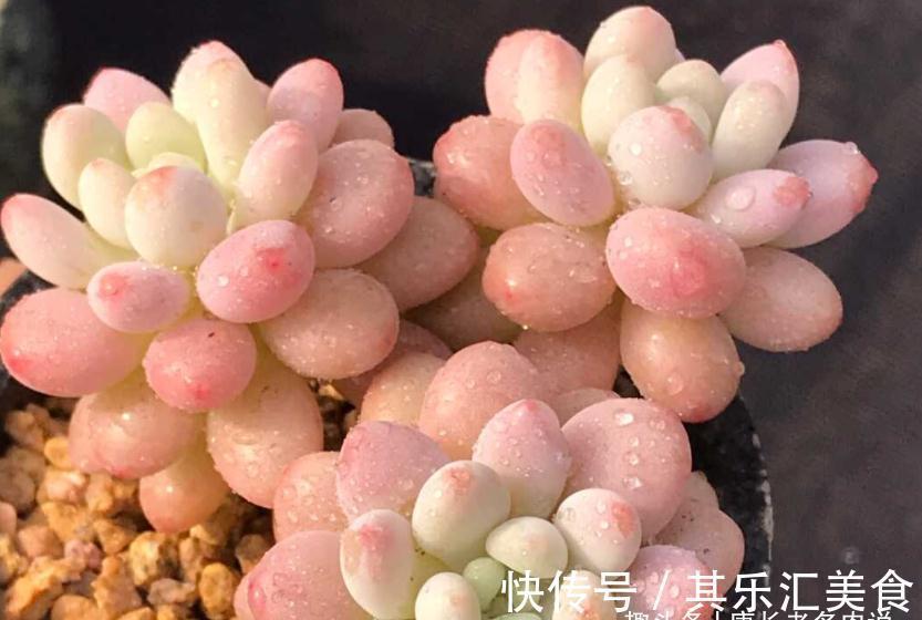 多肉新品种草——泡泡糖和达芙妮,颜色粉嫩通透,确实好迷人
