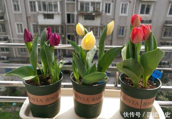 有些“网红花”,都带“毒性”,瞪大眼睛看清楚,别瞎买