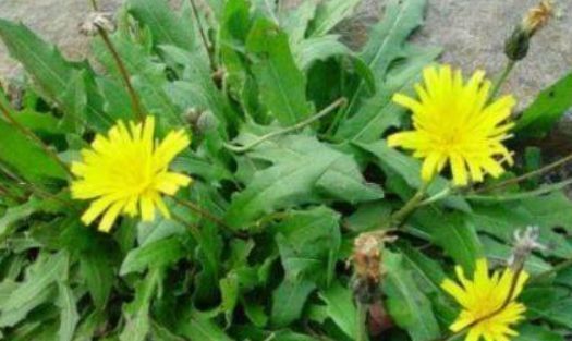 排毒|女性气血不足,要坚持吃3种食物,排毒养颜,补血活血,好处多多